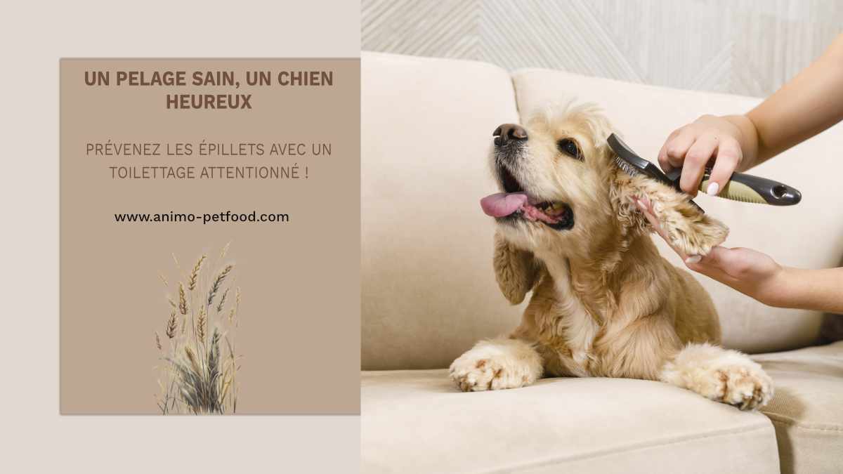 protection-chien-toilettage-prevention-epillets